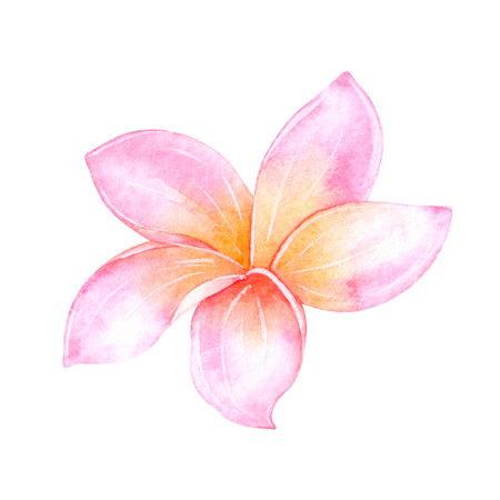 Tropical plumeria flower painted in watercolor, isolated on a white background.の写真素材