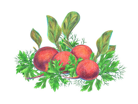 A composition of spicy herbs and vegetables drawn with colored pencils isolated on a white background.の写真素材