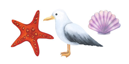 A set of illustrations - a starfish, a seagull and a shell. Drawn watercolorの写真素材