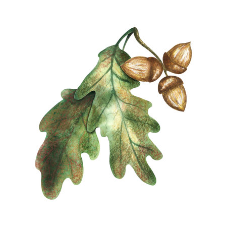 Oak leaves and acorns. Isolated composition on a white background, hand-drawn with watercolors. For packaging, design and decor, postcards, printingの写真素材