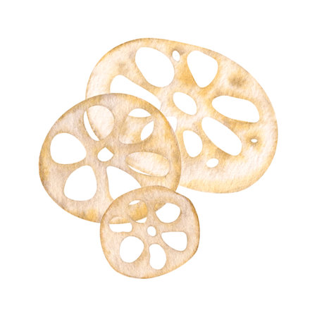 Lotus root peeled and sliced, dried. Asian food. Watercolor monochrome illustration isolated on background. Hand drawn composition. For decoration, design, packaging, logoの写真素材