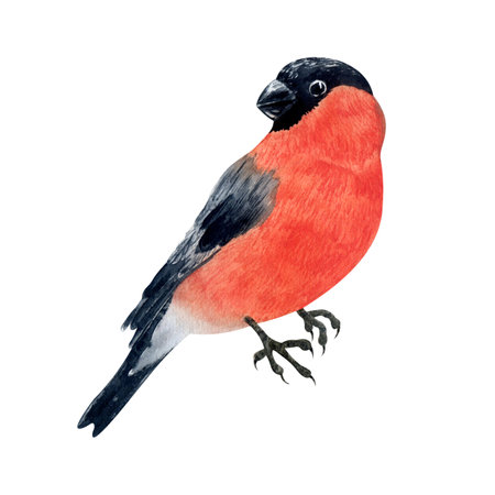 Bullfinch bird. Watercolor hand-drawn illustration. Isolated on background. For decoration, design, packaging, postcards, souvenirs, printingの写真素材