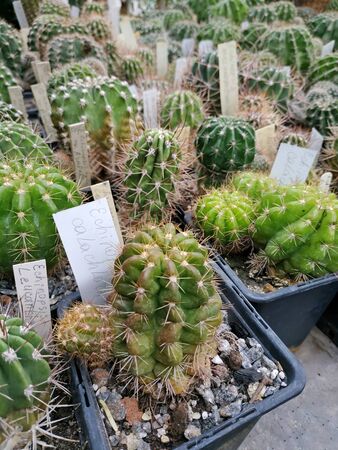 Walk in the Botanical Garden. Cactus greenhouse - beautiful and rare species of succulents. Succulent plants in potsの写真素材