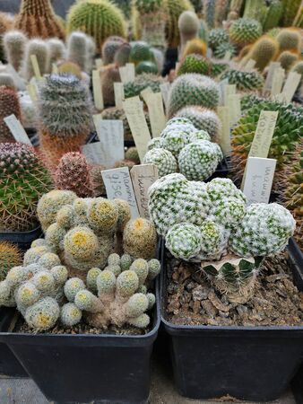 Large greenhouse of cacti in pots. Different rare and exotic varieties of succulents. Work in the Botanical Garden, in the greenhouseの写真素材