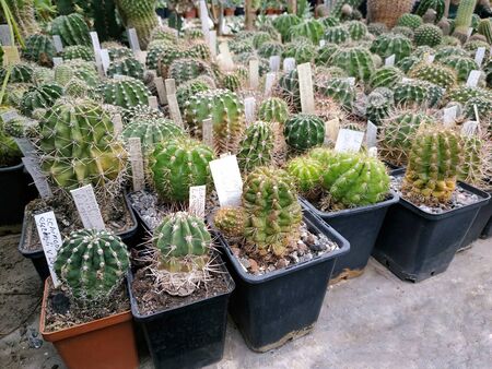 Cactus greenhouse - beautiful and rare species of succulents.の写真素材