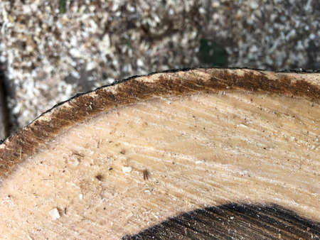 saw cut wood background - beautiful texture of walnut woodの写真素材