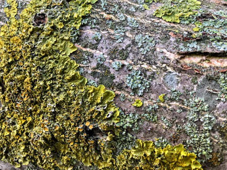 digitally altered seamless texture mossy bark on rain forest tree background / Wood and moss texture. Old moss on the bark of a tree close-upの写真素材