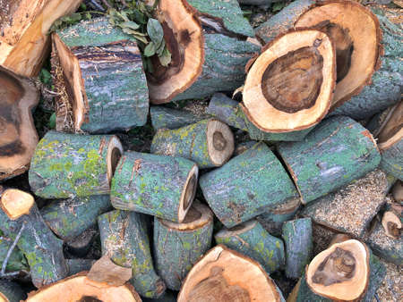 beautiful pattern of walnut wood texture. antique walnut tree. A sawn tree, a stack of logs.の写真素材