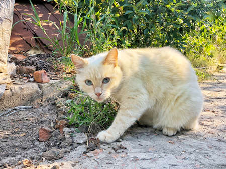 peach-colored cat ready to jump on the grassの写真素材