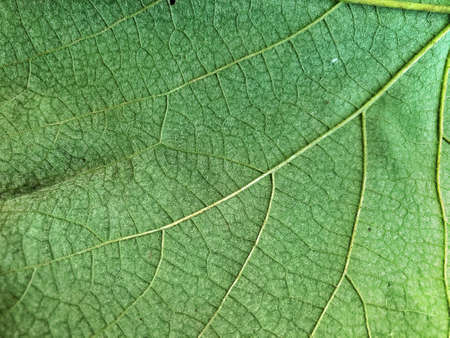 Texture of grape leaf. Green leaf, texture close-up. Grape leaf backgroundの写真素材