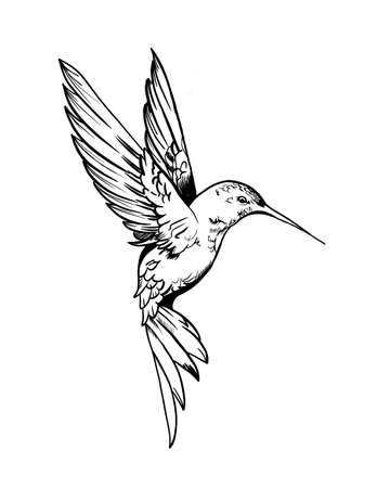 Hummingbirds are birds native to the Americas and constituting the biological family Trochilidae. Hummingbird artの写真素材