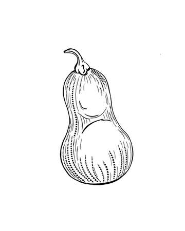 detailed sketch vegetable pumpkin with maple leaf isolated close-upの写真素材