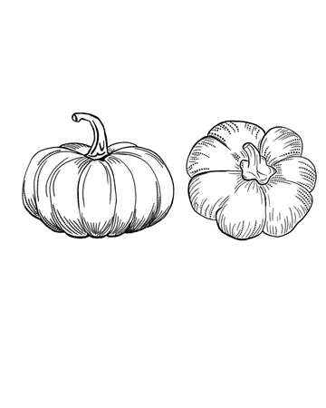 detailed sketch of a pumpkin on. isolated white background. thanksgiving day symbolの写真素材