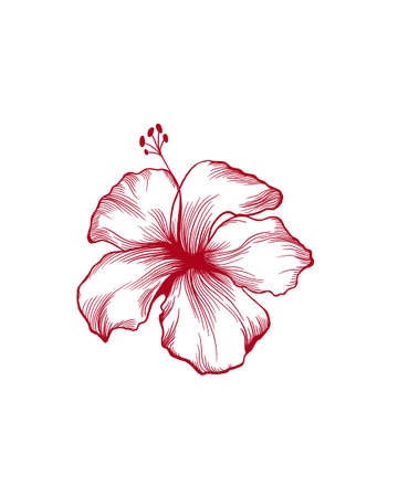 topical red hibiscus flower. Hawaii topical plant spring summer design painting isolated white backgroundの写真素材