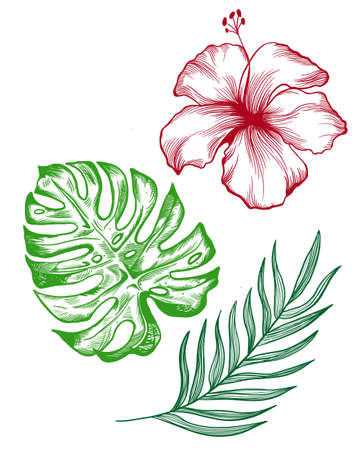 tropical leaves and exotic hibiscus flowerの写真素材
