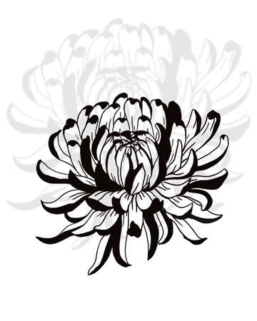 chrysanthemum flower blossoms. Cool for t-shirts, tattoos and design.の写真素材