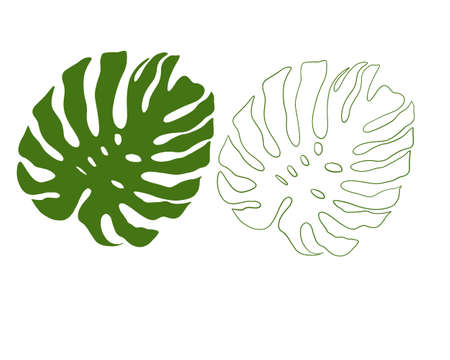 silhouette of tropical monstera leafの写真素材