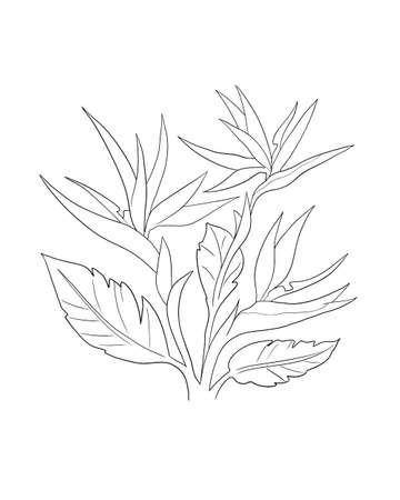 Strelitzia Reginae flower illustration collection. Green leaves, orange and violet blossom realistic design set.の写真素材