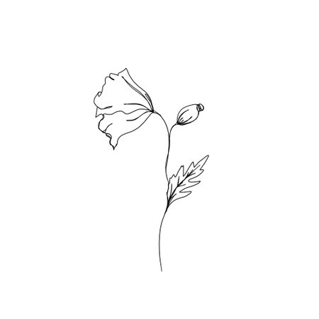 Poppy flower continuous line drawing. One line art. Editable line. minimalism sketch, idea for invitation, design of stories and highlights icons. set line art set of flowersの写真素材