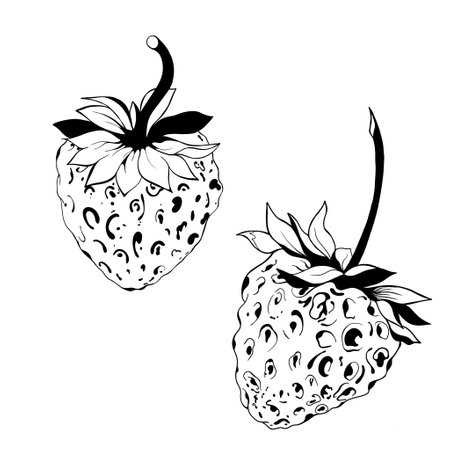 set of two strawberries detailed realistic freehand sketch. delicious juicy strawberries - fruit design isolated close-upの写真素材