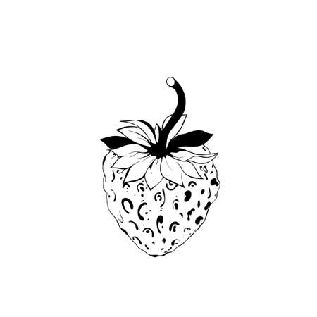 sketch of a strawberry. delicious juicy strawberries - fruit design isolated close-upの写真素材