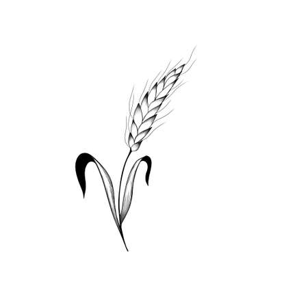 Detailed sketch of wheat. idea for a tattoo ear of wheat close-up.の写真素材