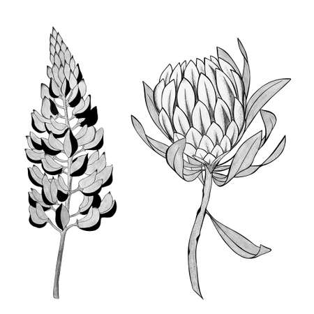 detailed sketch of a lupine flower and exotic protea flower. Hand-drawn. design greeting card and invitation of the wedding, birthday, Valentine's Day, mother's day and other holidayの写真素材