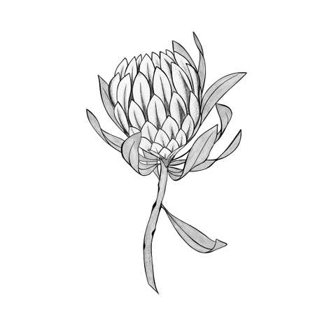 protea flower detailed sketch hand drawn. flower tattoo ideaの写真素材