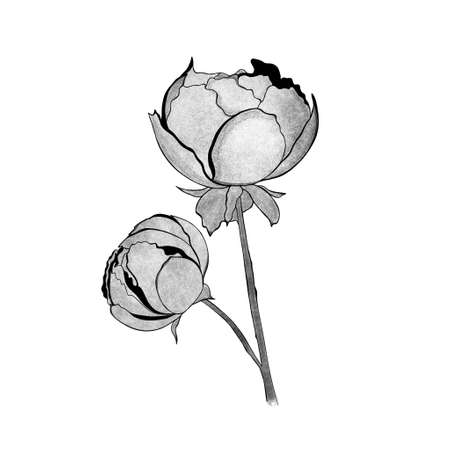 detailed sketch of peony. Hand-drawn. design greeting card and invitation of the wedding, birthday, Valentine's Day, mother's day and other holidayの写真素材
