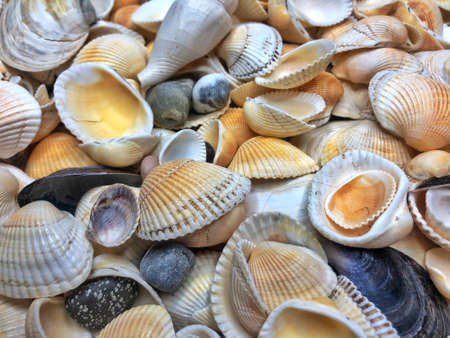 Seashells background - macro shot of beautiful seashellsの写真素材