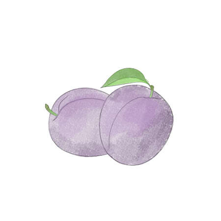 Juicy delicious ripe plum watercolor freehand drawingの写真素材