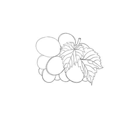 Branch of grapes- freehand drawing. Bunch of sweet grapesの写真素材