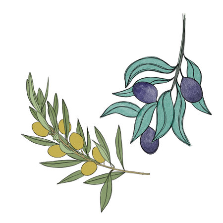 sprig of olives and a sprig of olives, a set of illustrations painted in watercolor, isolated on a white background. Botanical elements for packaging designの写真素材