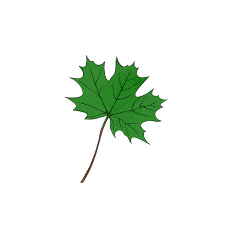 Maple leaf watercolor freehand illustration. autumn leaf close upの写真素材