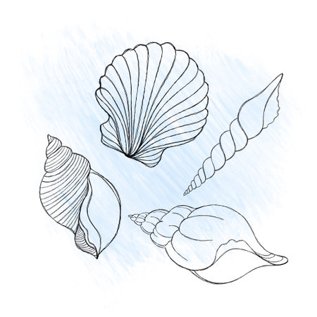 Line art illustration of a seashell on blue watercolor background. Shell tattoo idea. Hand drawn nautical engraving of nautical prints isolated on white backgroundの写真素材