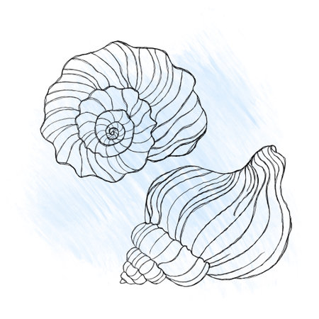 Line art illustration of a seashell on blue watercolor background. Shell tattoo idea. Hand drawn nautical engraving of nautical prints isolated on white backgroundの写真素材