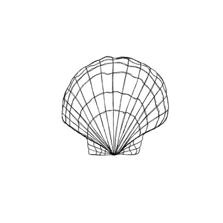 Line art illustration of a seashell. Hand drawn nautical engraving of nautical prints isolated on white backgroundの写真素材