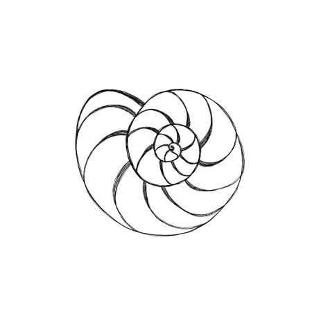 Line art illustration of a seashell. Shell tattoo idea. Hand drawn nautical engraving of nautical prints isolated on white backgroundの写真素材