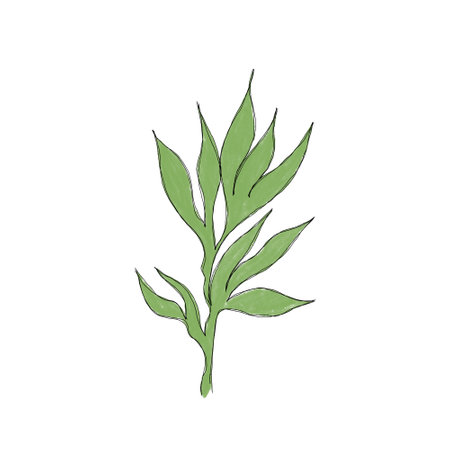 Green leaves on a white background. Hand-drawn  illustration.の写真素材