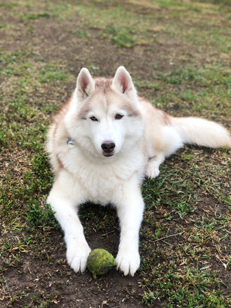 Siberian husky puppy sitting on the grass with a ball