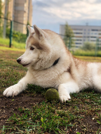 Siberian Husky puppy playing with a ball on the grass