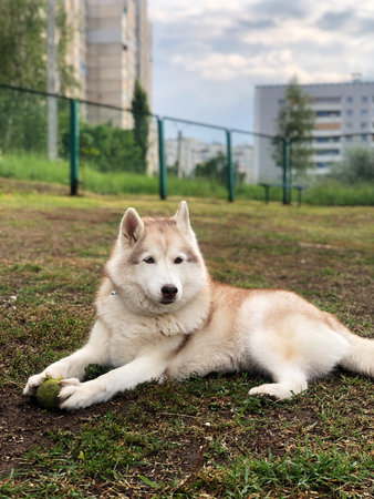 Siberian Husky dog lying on the grass in the parkの写真素材