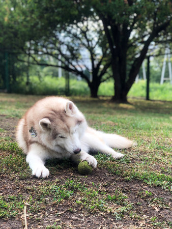 Siberian Husky puppy playing with a ball on the grass