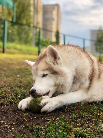 Siberian Husky puppy playing with a ball in the park