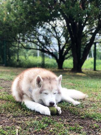 Siberian husky puppy playing with a ball on the grassの写真素材