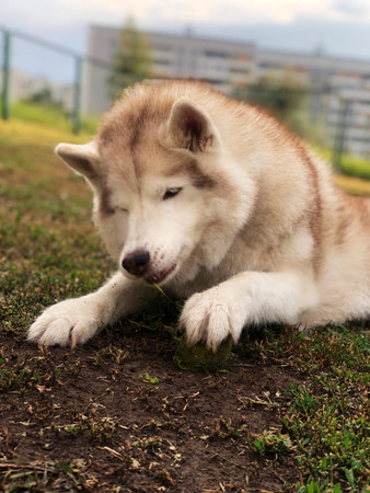 Siberian Husky dog lying on the grass in the parkの写真素材