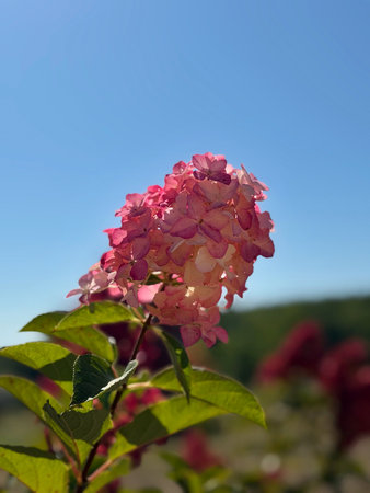 Delicate pink hydrangea petals glowing in warm light, symbol of love, peace, and beauty. Minimal...