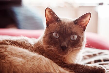 Close up view of the cat. Domestic pet, thai cat. Indoors at home.の写真素材