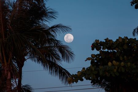 moon between palm leaves against a cold blue sky.の写真素材