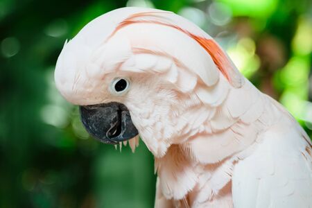 Cute cockatoo parrot close-up on a background of tropical greenery.